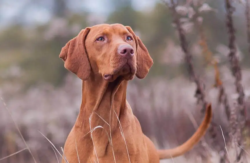 Siberische ginseng Eleuthero Gezondheidsvoordelen voor honden