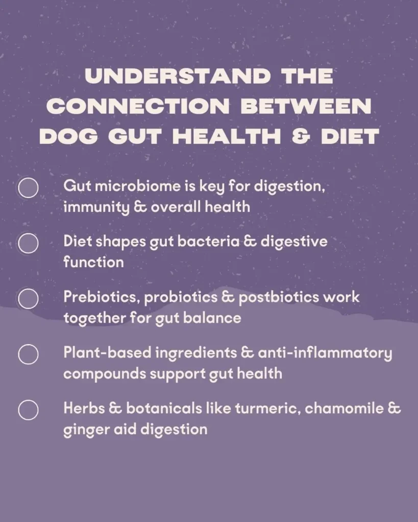 Signs of Poor Gut Health in Dogs: A Canine Nutritionist's Complete Guide