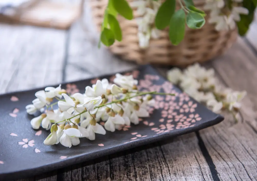 Sophora Japonica for Dogs: Rich Source of Quercetin