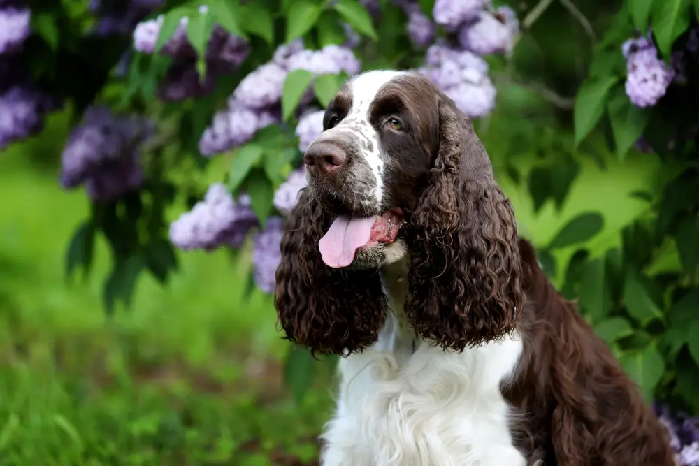 Springer Spaniel Darm Gesundheit: Wenn ein funktionierender Darm anfängt zu versagen