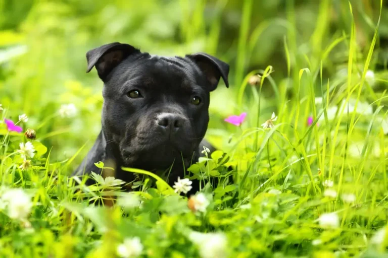 Staffordshire Bull Terrier Gut Health: Why Their Skin Problem Starts in the Gut