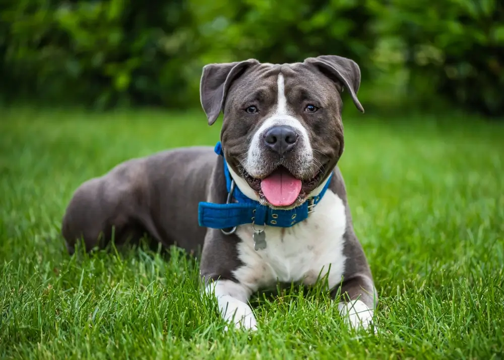 Staffordshire Bull Terrier Problemen: Uitgebreide gids voor veelvoorkomende problemen