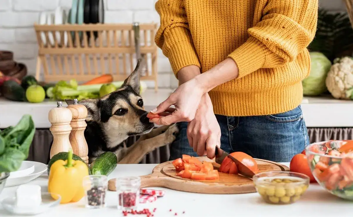 Supervoeding voor honden – een schat aan voordelen voor de gezondheid