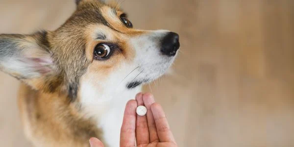 Supplements and functional treats for dogs - are they good for dogs