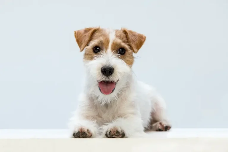 Supporting Your Dog’s Health A Comprehensive Guide to Common Concerns