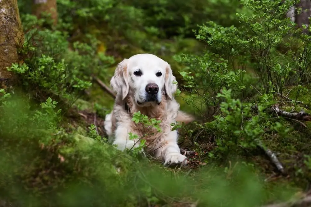 Nourriture durable pour chiens – Une solution gagnante pour les chiens et la planète