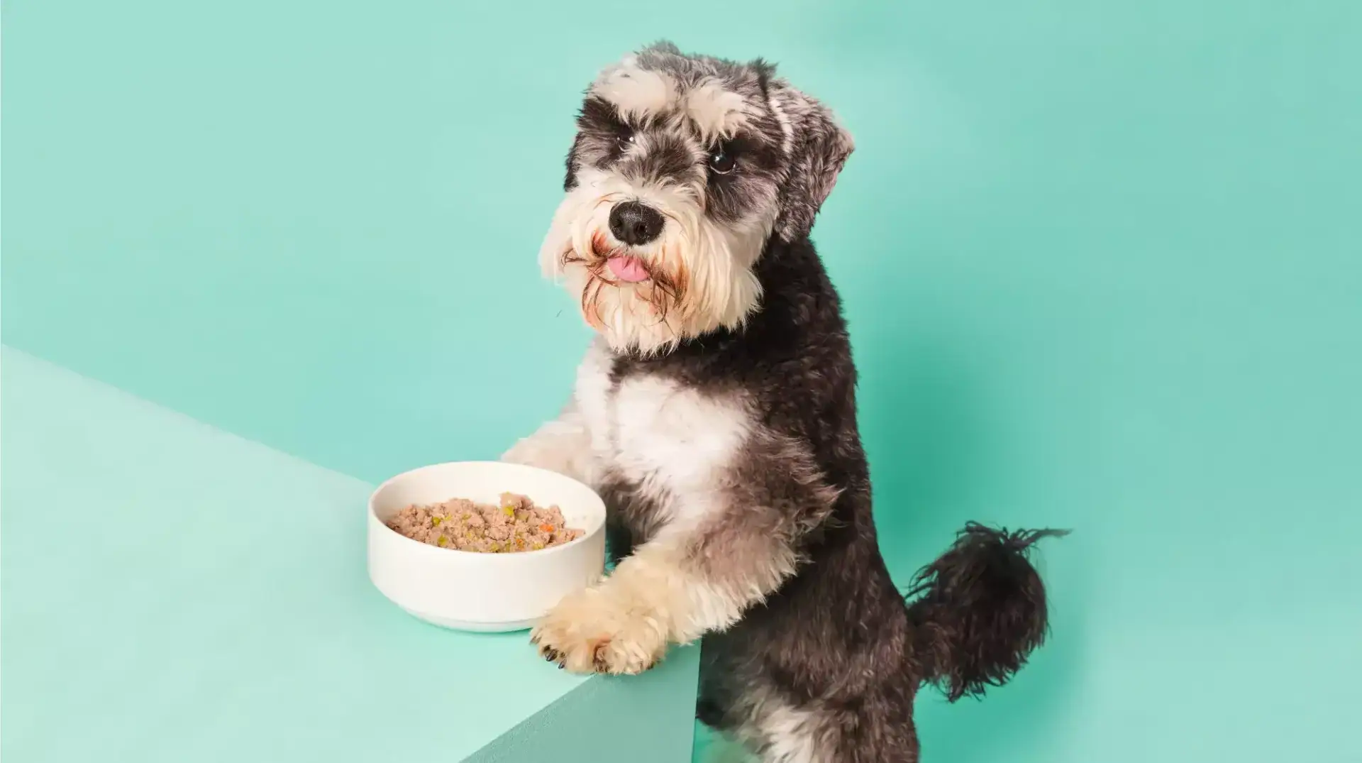 Sinbióticos para perros: salud intestinal, inmunidad y bienestar
