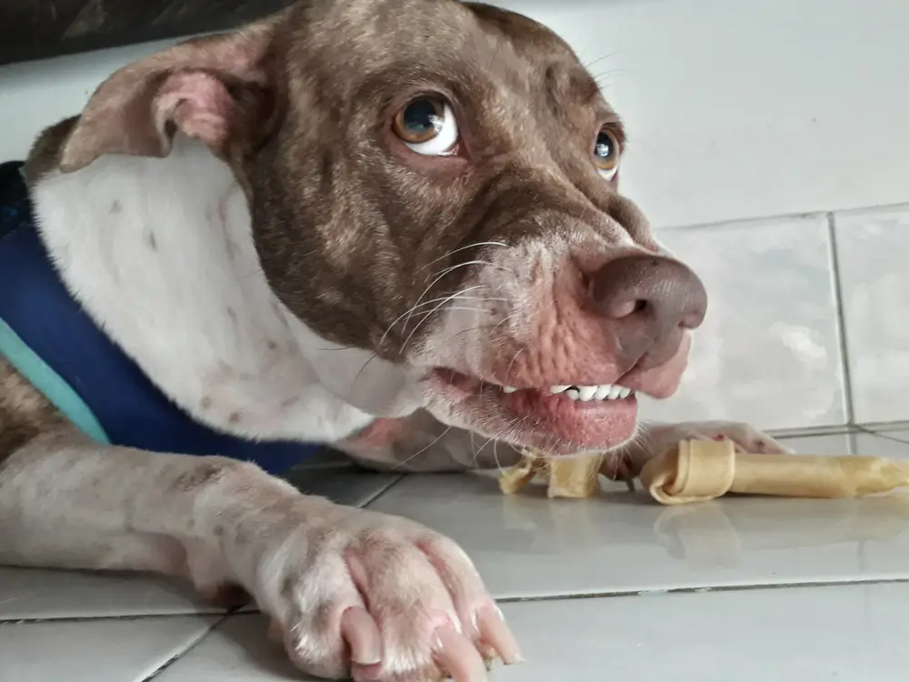 The Anxiety-Nutrition Connection - How Diet Affects Canine Mental Health and Behaviour