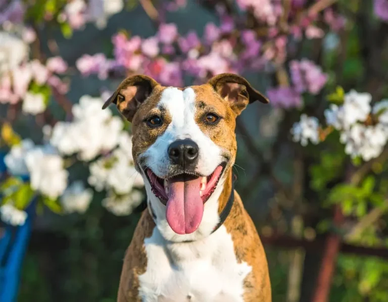 Der Biotika-Dreiklang: Bonzas Drei-Komponenten-System für die Darmgesundheit von Hunden