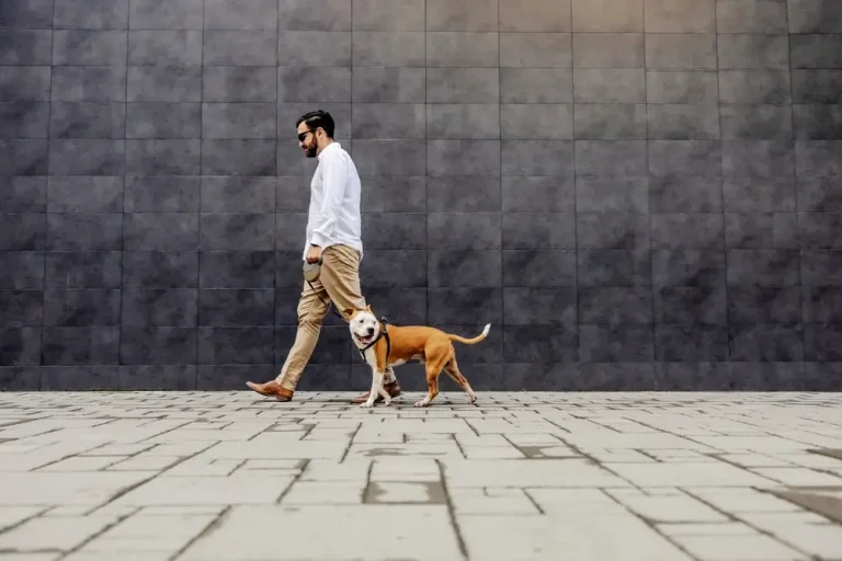 The Conscious Canine's Guide to Urban Adventures