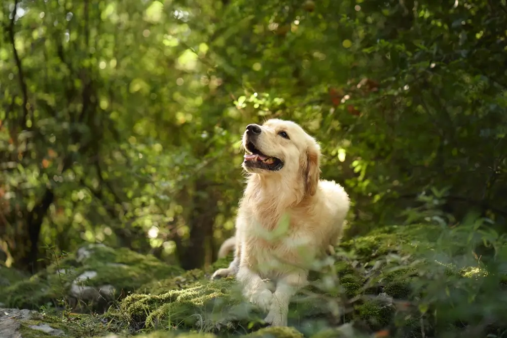 The Environmental Impact of Dog Food: A Complete Guide to Sustainable Feeding Choices