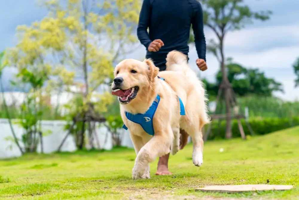 The Gut-Heart Axis in Dogs - Nutritional Strategies for Cardiovascular Health