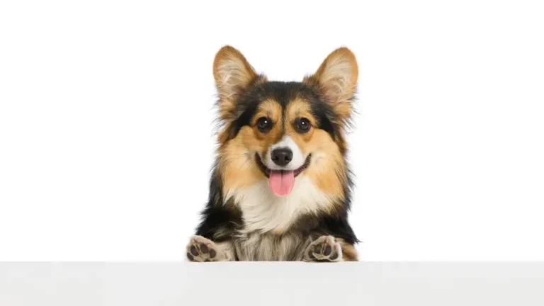 The Gut-Immune Axis in Dogs - Supporting Their Best Health