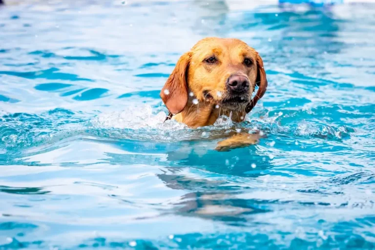 The Gut-Longevity Axis in Dogs - Key To Improved Healthspan