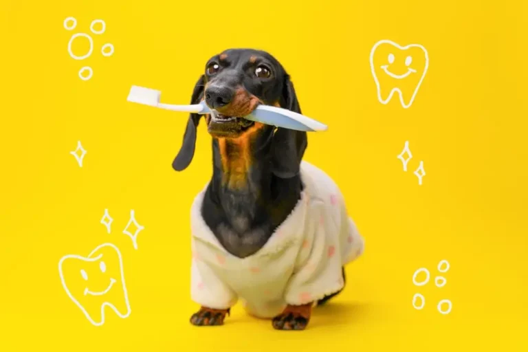Die Darm-Mund-Achse bei Hunden - Die gesundheitlichen Auswirkungen