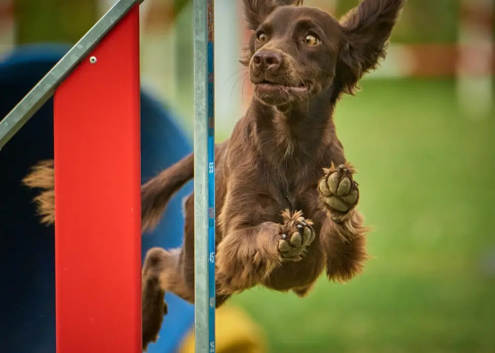 The Impact of Nutrition on the Gut-Joint Axis in Dogs