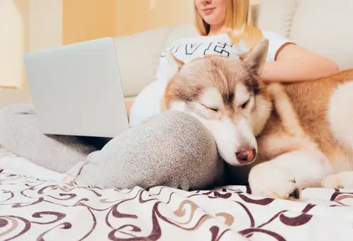 The Ultimate Guide to Dog Digestion: Understanding Your Dog's Digestive Health