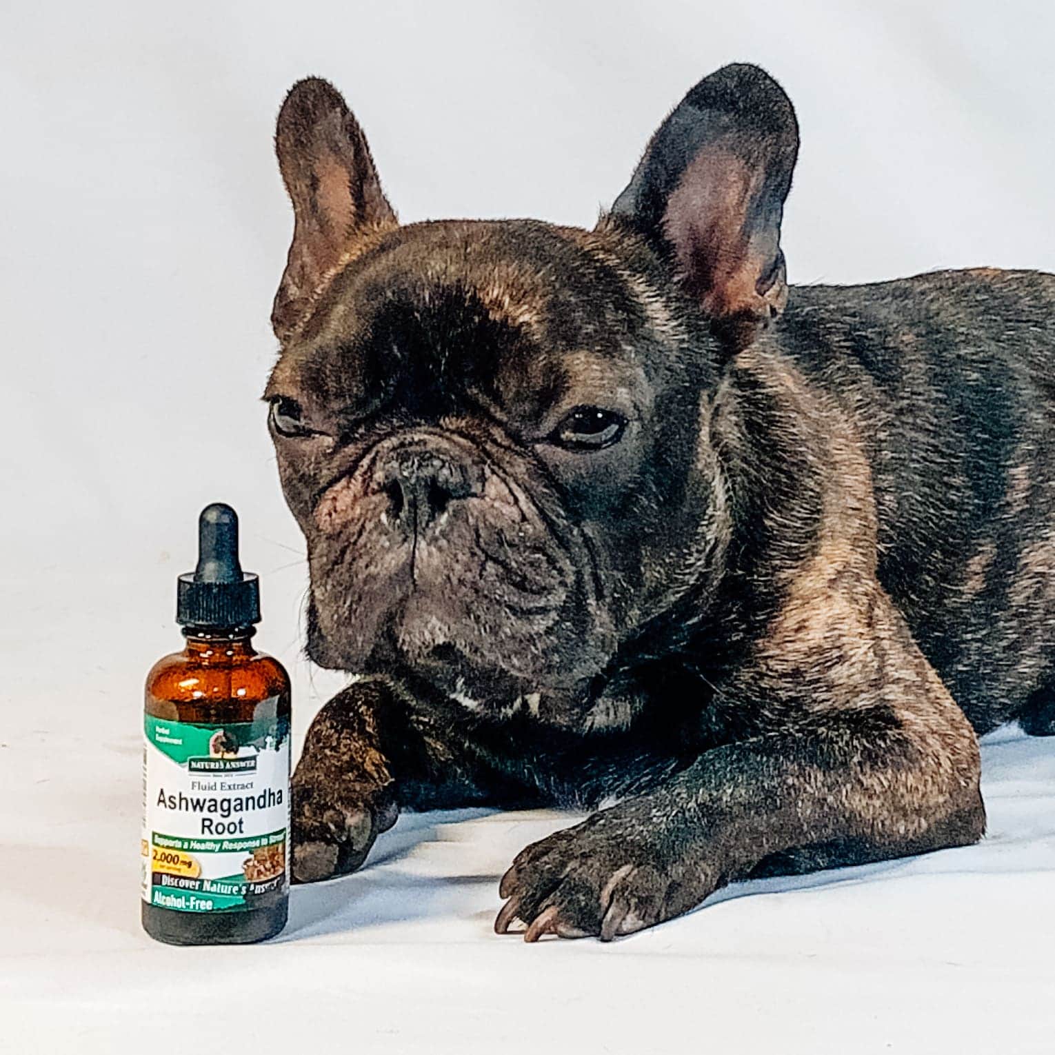 Ashwagandha para perros – Beneficios de la Ashwagandha en la alimentación canina