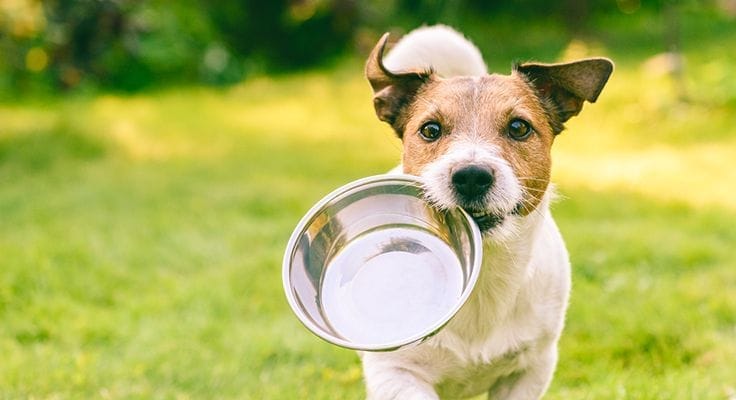 Healthiest and most nutritious vegan dog food UK