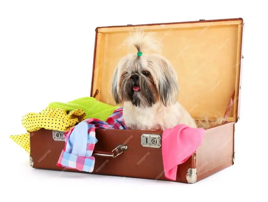 Travelling Abroad Overseas with Dogs All You Need to Know