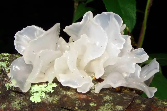 Tremella Heilpilz für Hunde