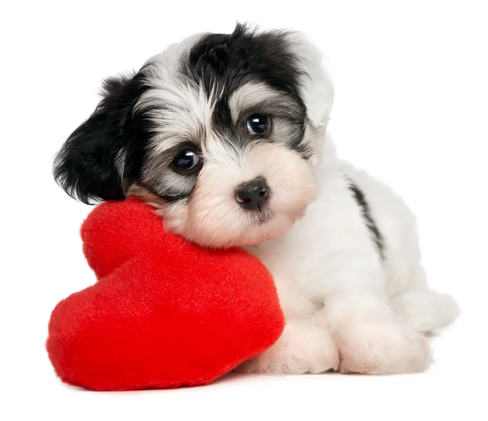 Ultimate Guide to Raising a Happy, Healthy Puppy