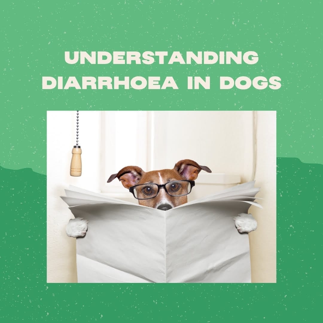 Bestes Futter für Hunde mit Durchfall