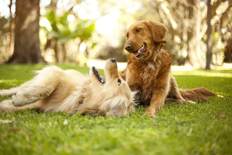 Comprender el papel de la taurina en la salud canina