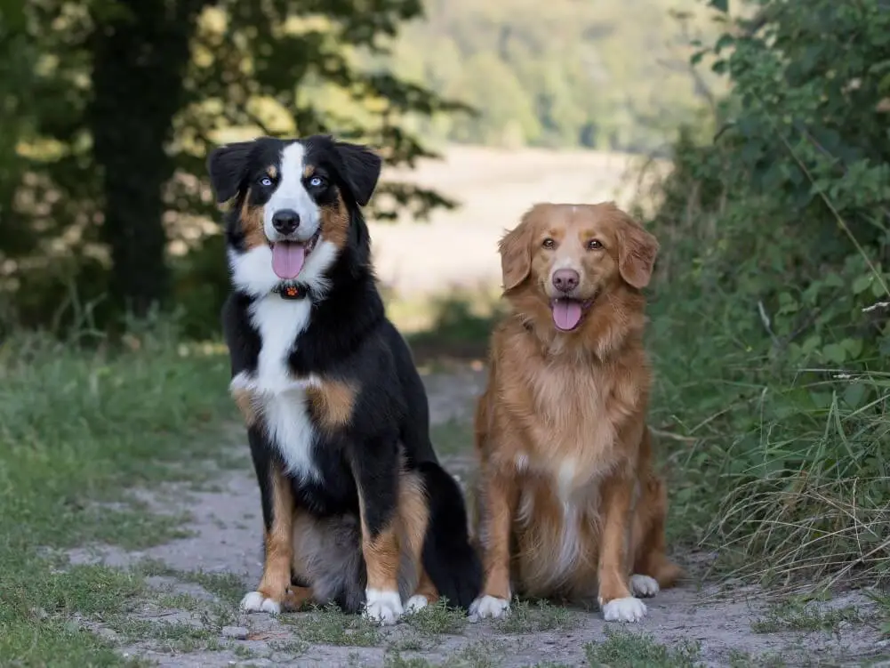 Understanding Vitamin B Complex's Role in Dog Health