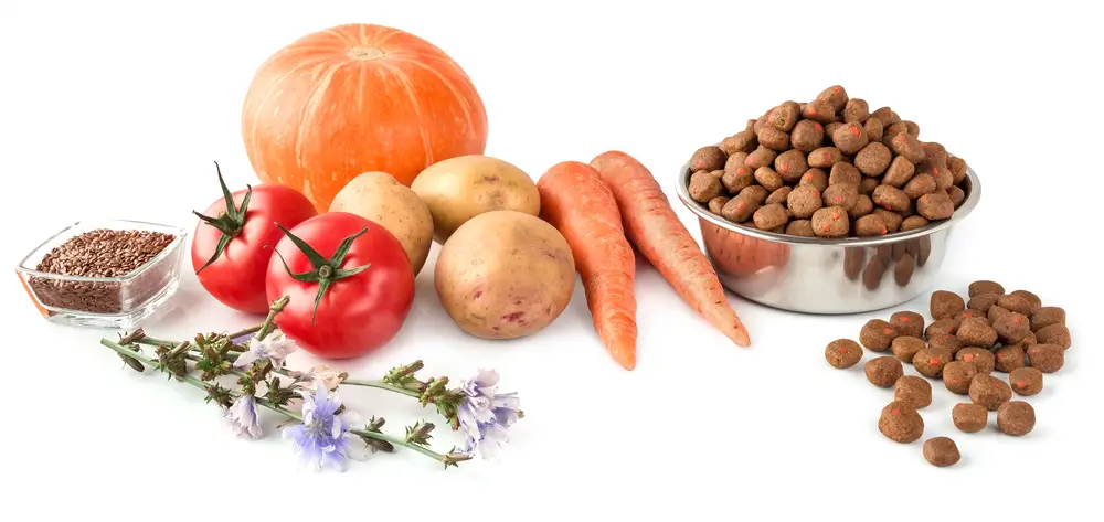 Vegan Dog Food Alternatives to Meat Based Kibble