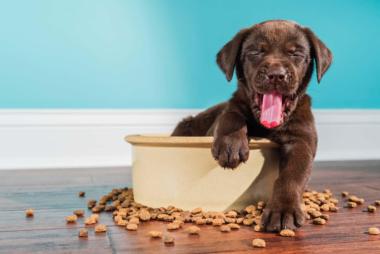 Comida vegana para perros: ¿buena o mala?
