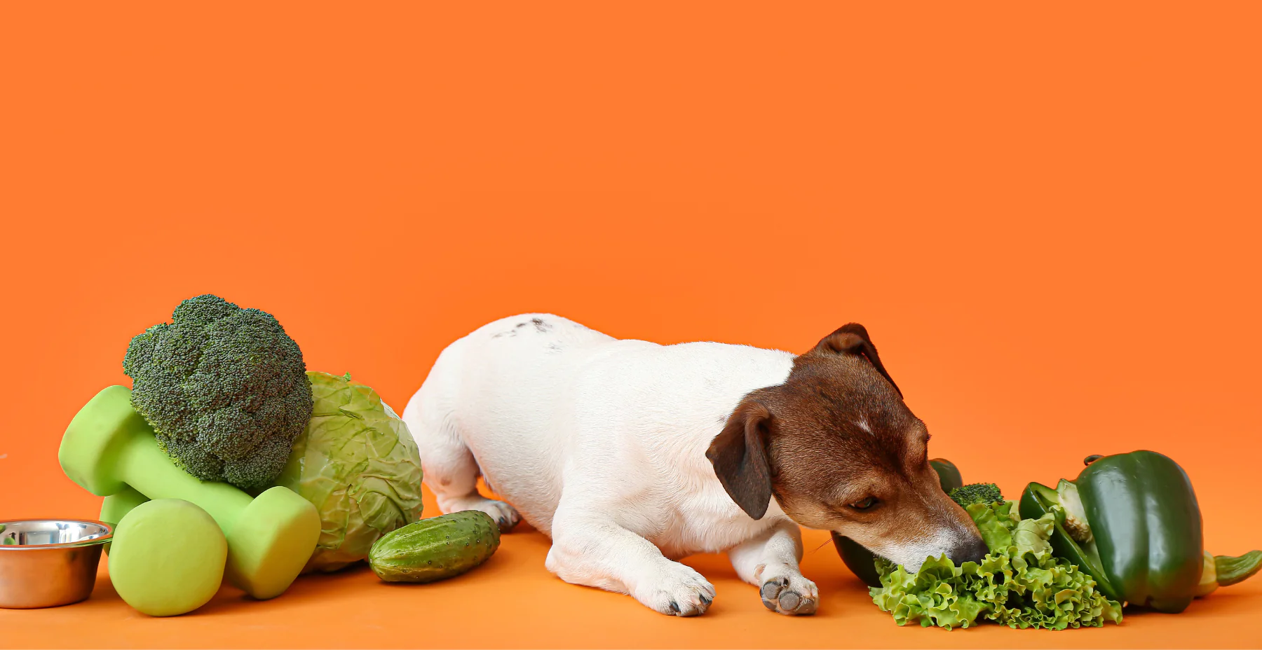 Study – Dogs Fed Vegan Dog Food for One Year Maintain Good Health