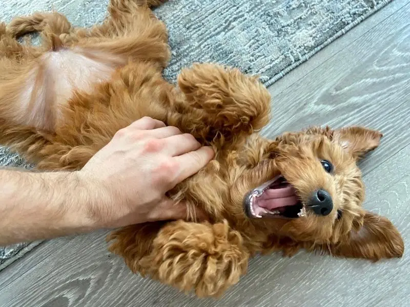 Croquettes végétaliennes pour chiens avec probiotiques pour un microbiome intestinal et un système digestif sains