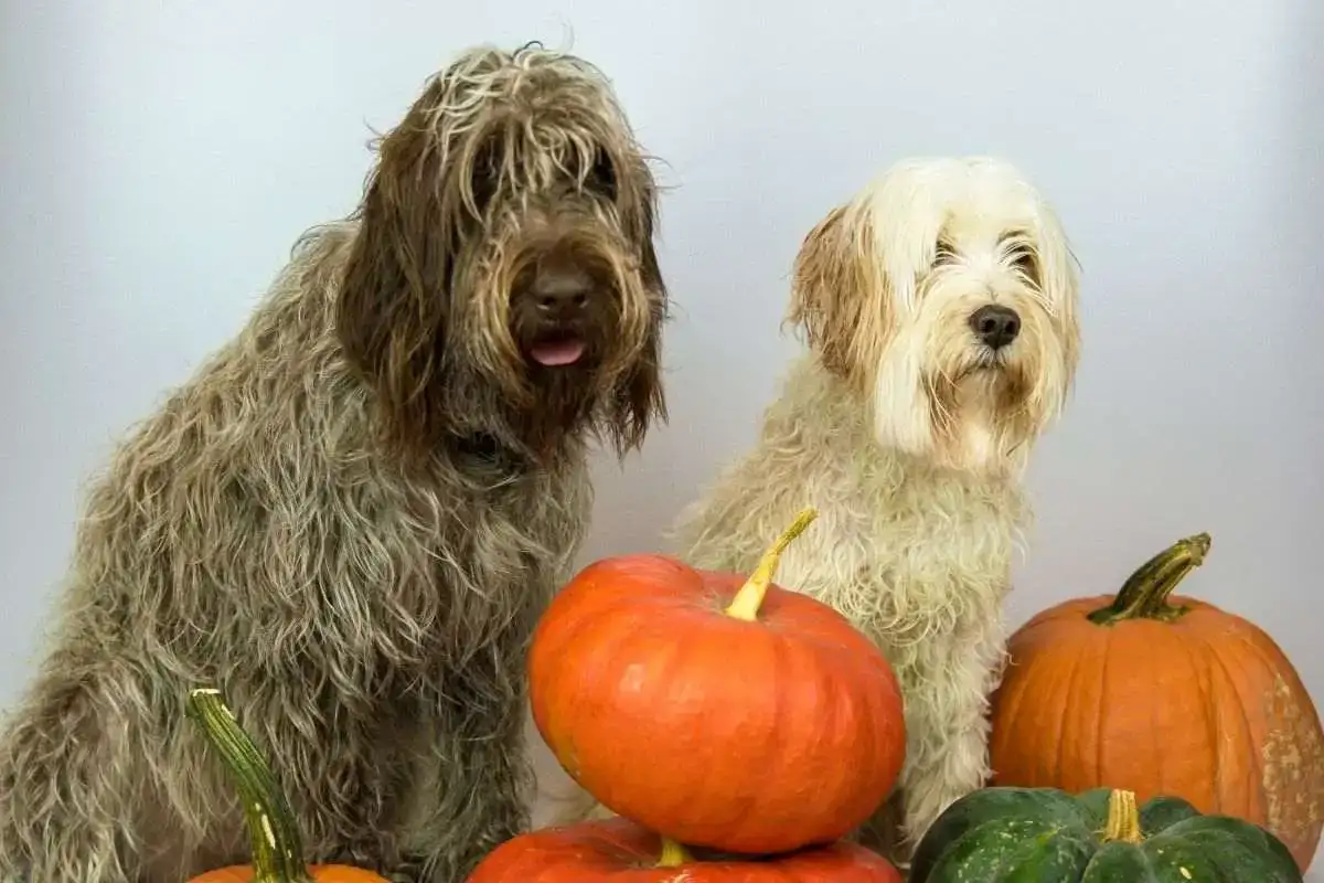 Veganes Hundefutter mit Süßkartoffel und Kürbis: Gesundheit fördernd