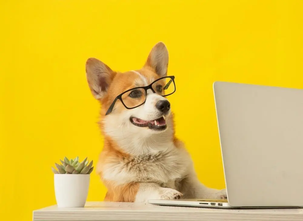 Veganistisch hondenvoer voor honden met een gevoelige maag ondersteunt de spijsvertering van honden