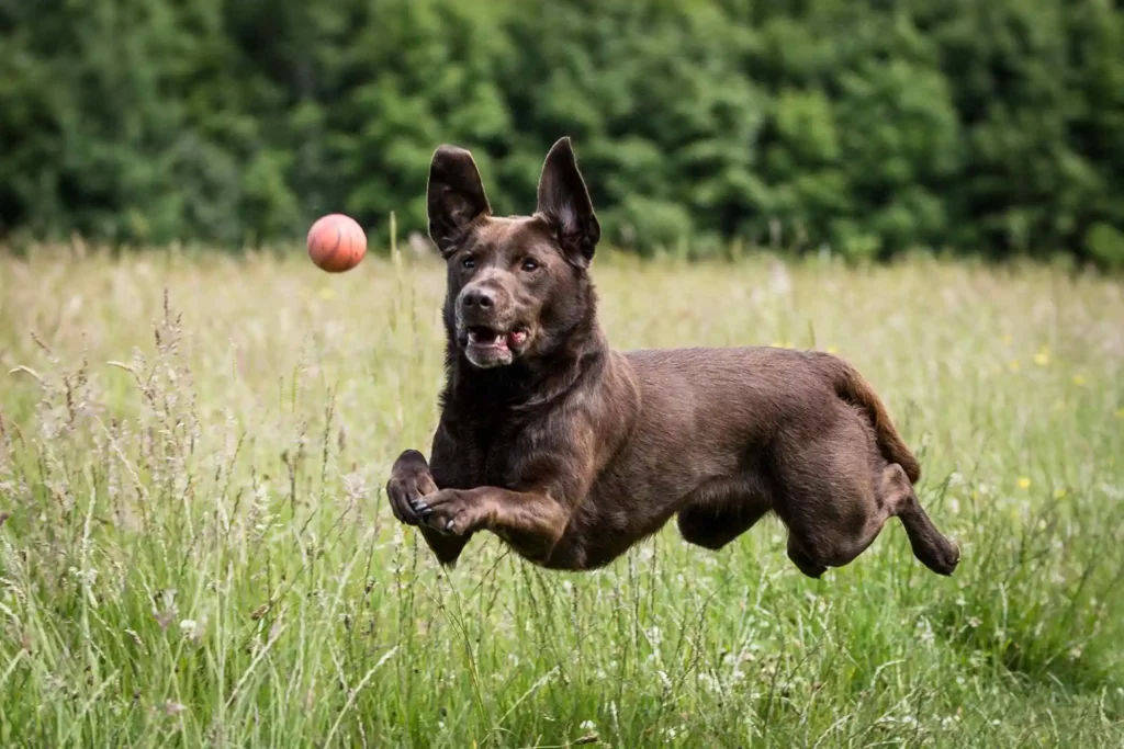 Vegan dog food for joint and mobility support uk