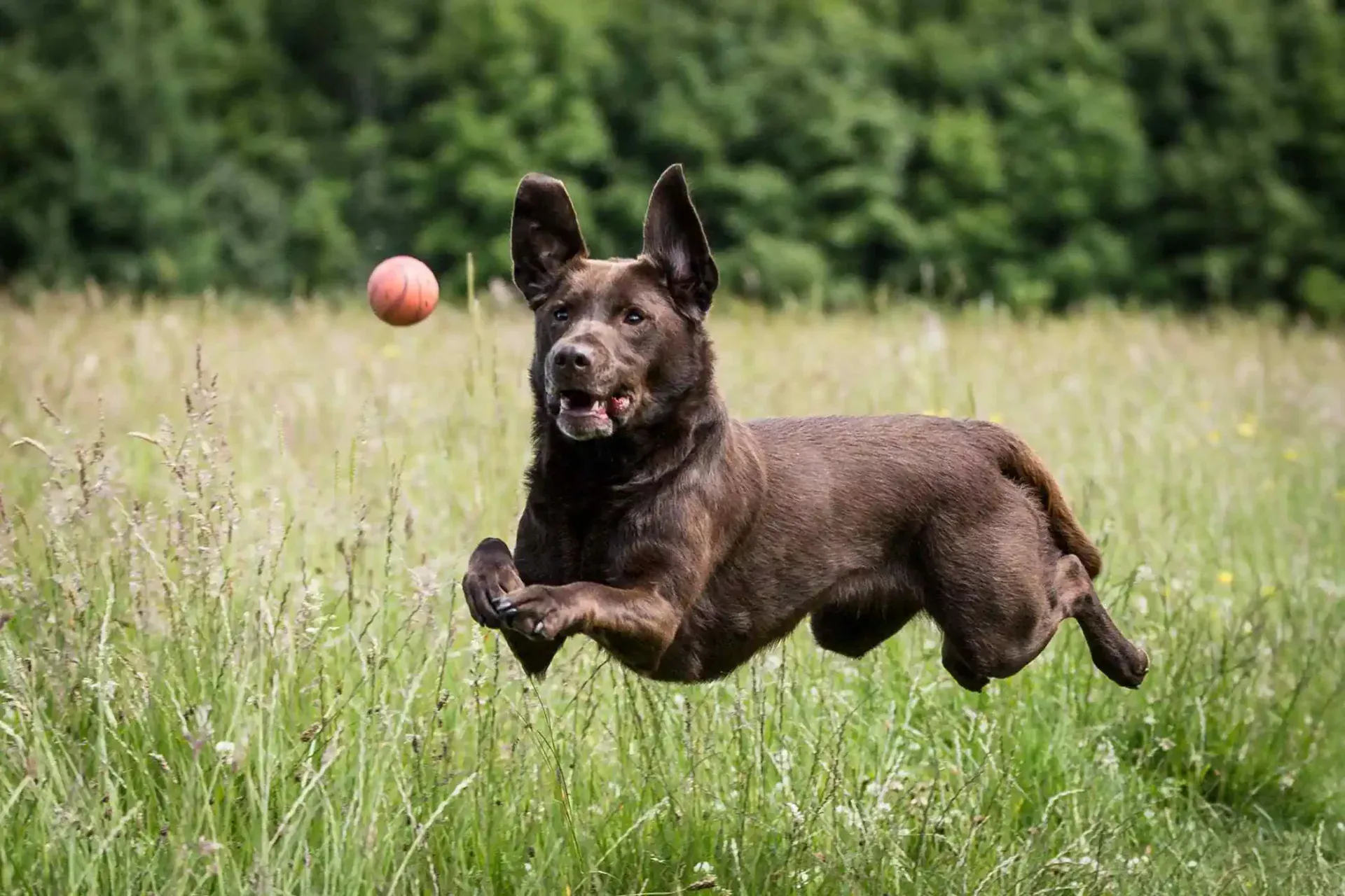 Comida vegana para perros para las articulaciones y la movilidad – Ayuda natural para las articulaciones