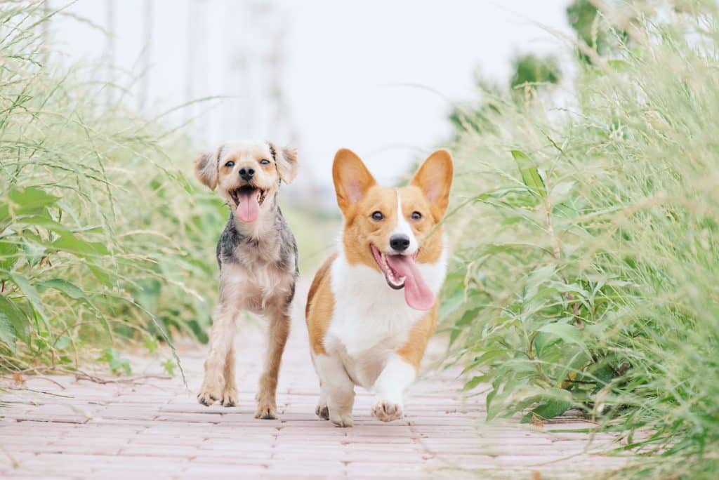 Veganes Protein-Hundefutter. Schalten Sie die Vorteile frei.