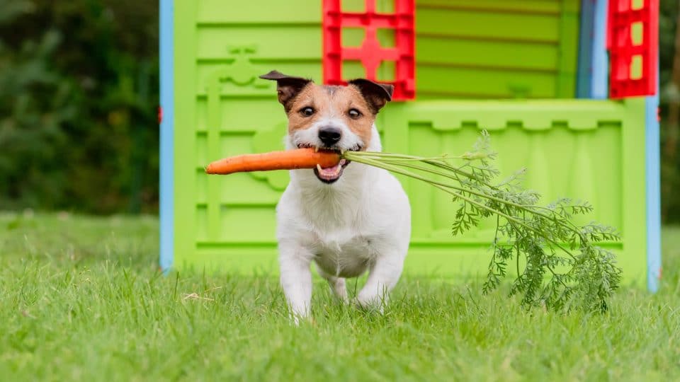 ¿Qué es un alimento vegetariano para perros?