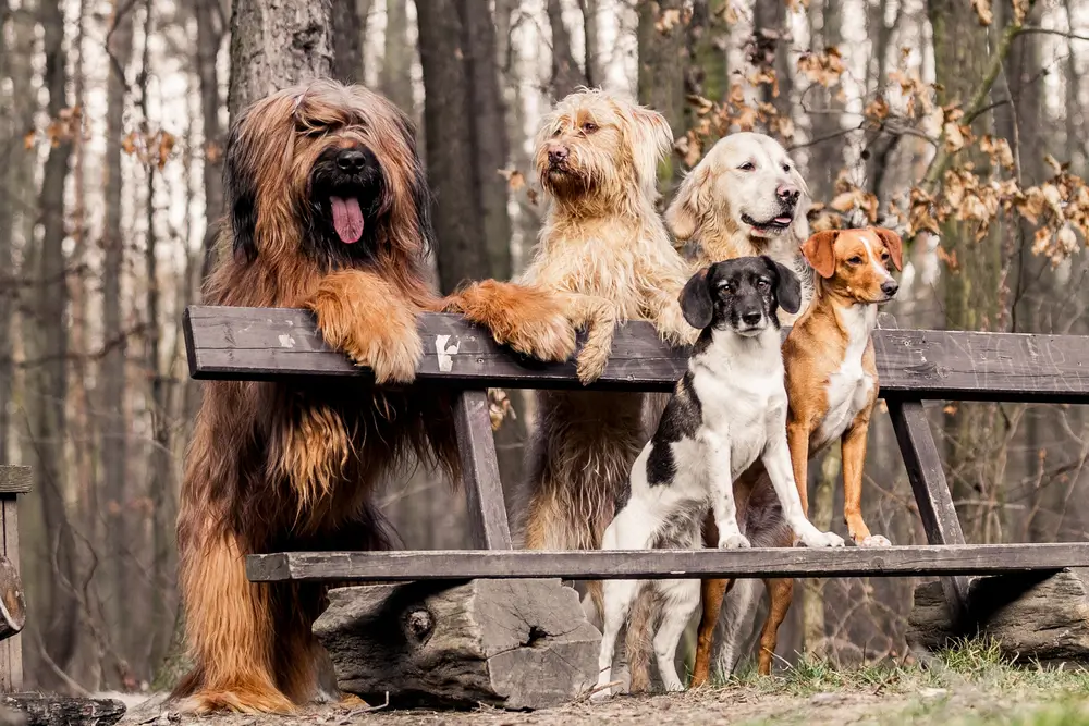 What Are The Benefits of Vegan Dog Food?