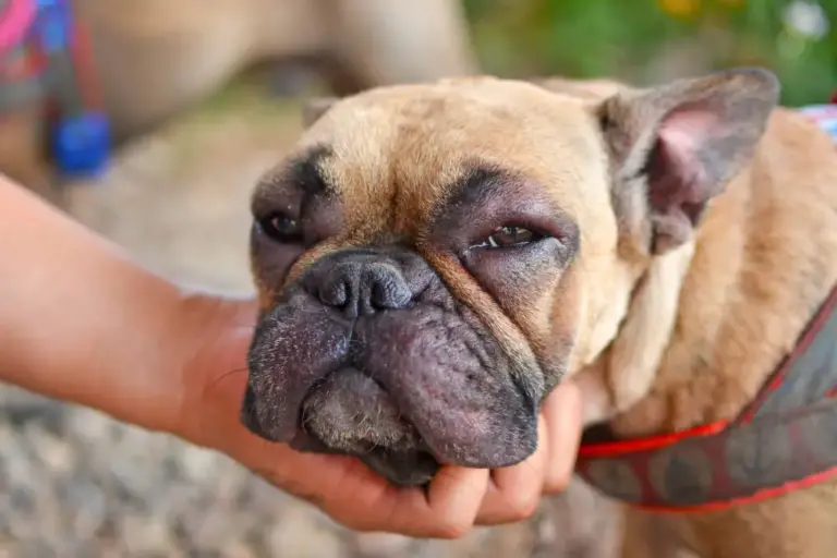 Welke voedingsmiddelen verminderen ontstekingen bij honden?