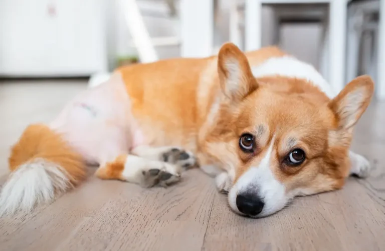 What Is A Natural Joint Ant-inflammatory for Dogs?