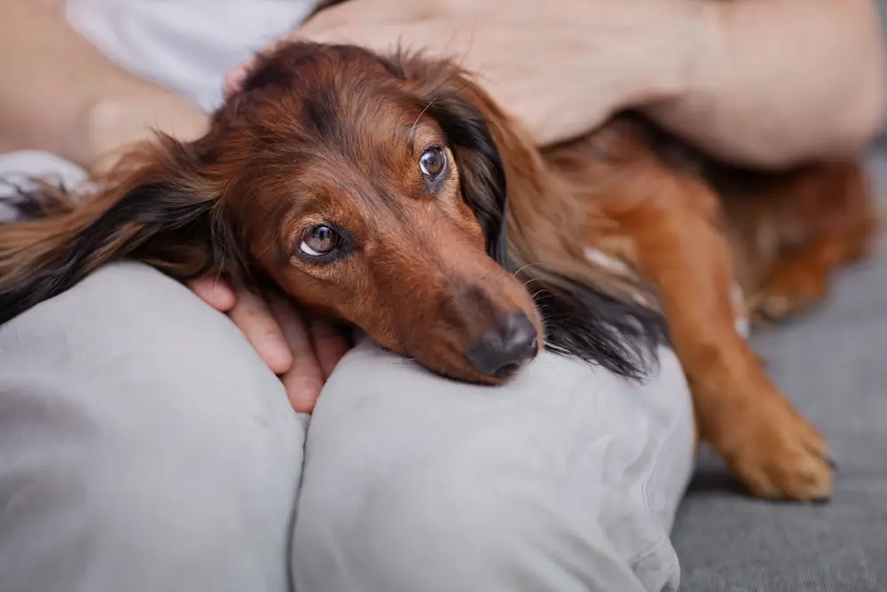 Qué desencadena la EII en los perros Una guía completa para los propietarios