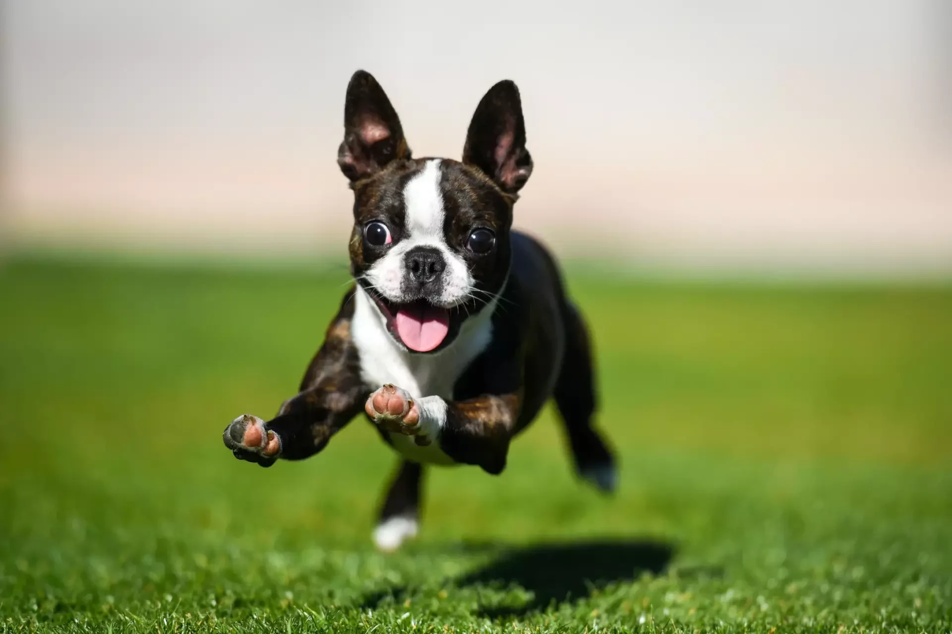 Dog Zoomies – Have To Love Them!!