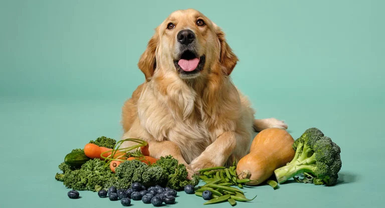 ¿Cuáles son las verduras mejores y más sanas que pueden comer los perros?