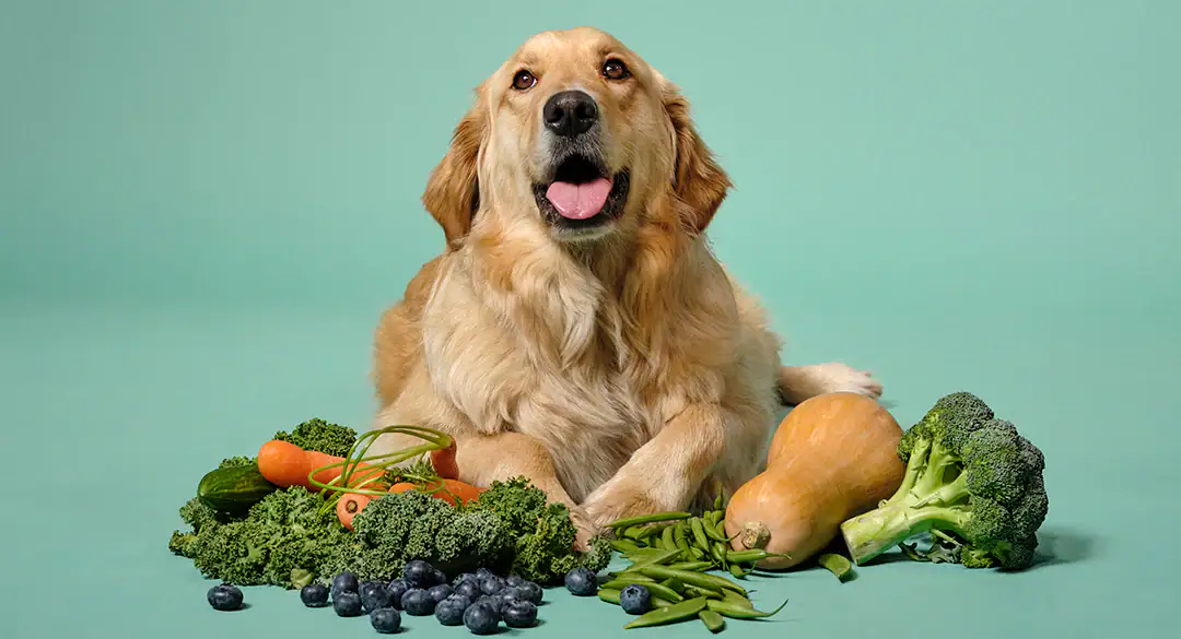 ¿Qué verduras pueden comer los perros?