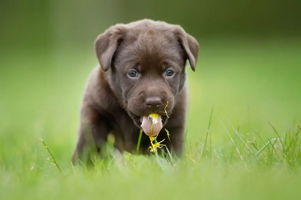Why Do Dogs Eat Grass? Is It When They Are Sick and Vomit