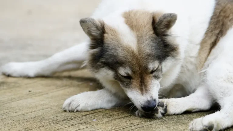 Infecciones por hongos en perros - Guía completa y preguntas frecuentes de expertos para un alivio rápido y duradero