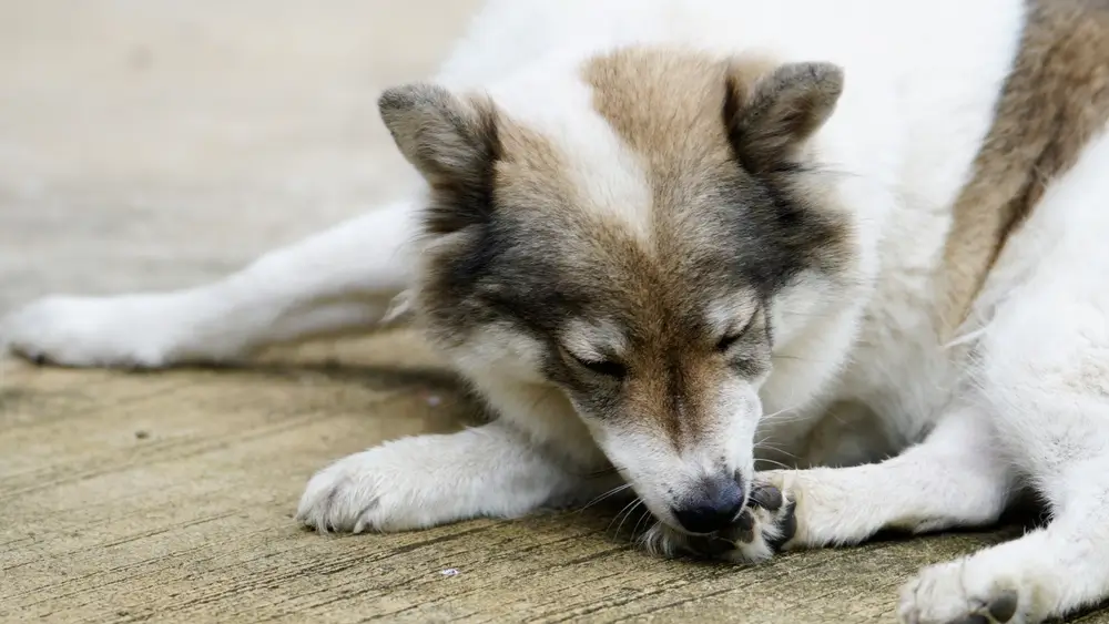 Infections à levures chez le chien - Guide complet et FAQ d'experts pour un soulagement rapide et durable