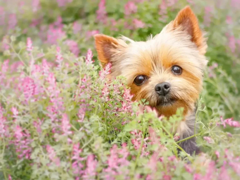 Yorkshire Terrier Gut Health: When Their Gut Loses Protein